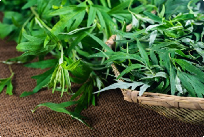 端午节艾草泡澡的习俗介绍